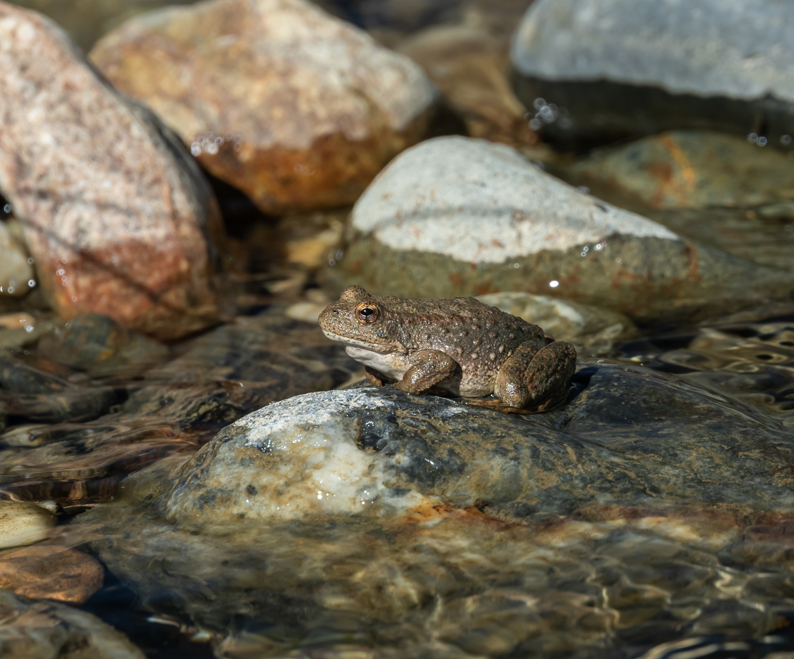 A gravid female FYLF at Steephollow Creek